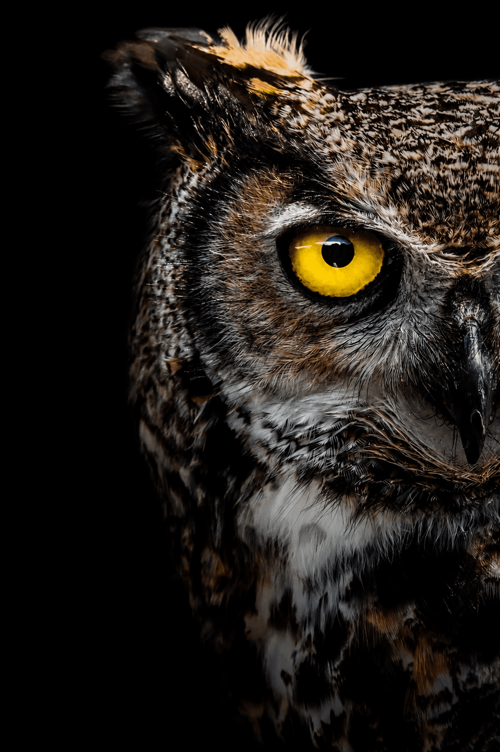 Portrait rapproché d'un hibou aux yeux dorés, sur fond noir